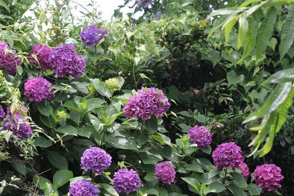 シグマ 150-600mm F5-6.3 DG OS Canon EFマウント用