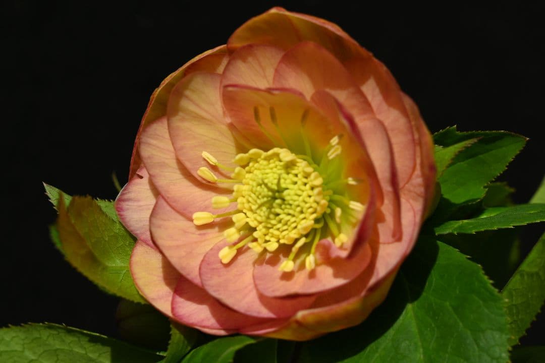 クリスマスローズ　認定グロッシーカラー　アプリコット　加藤農園