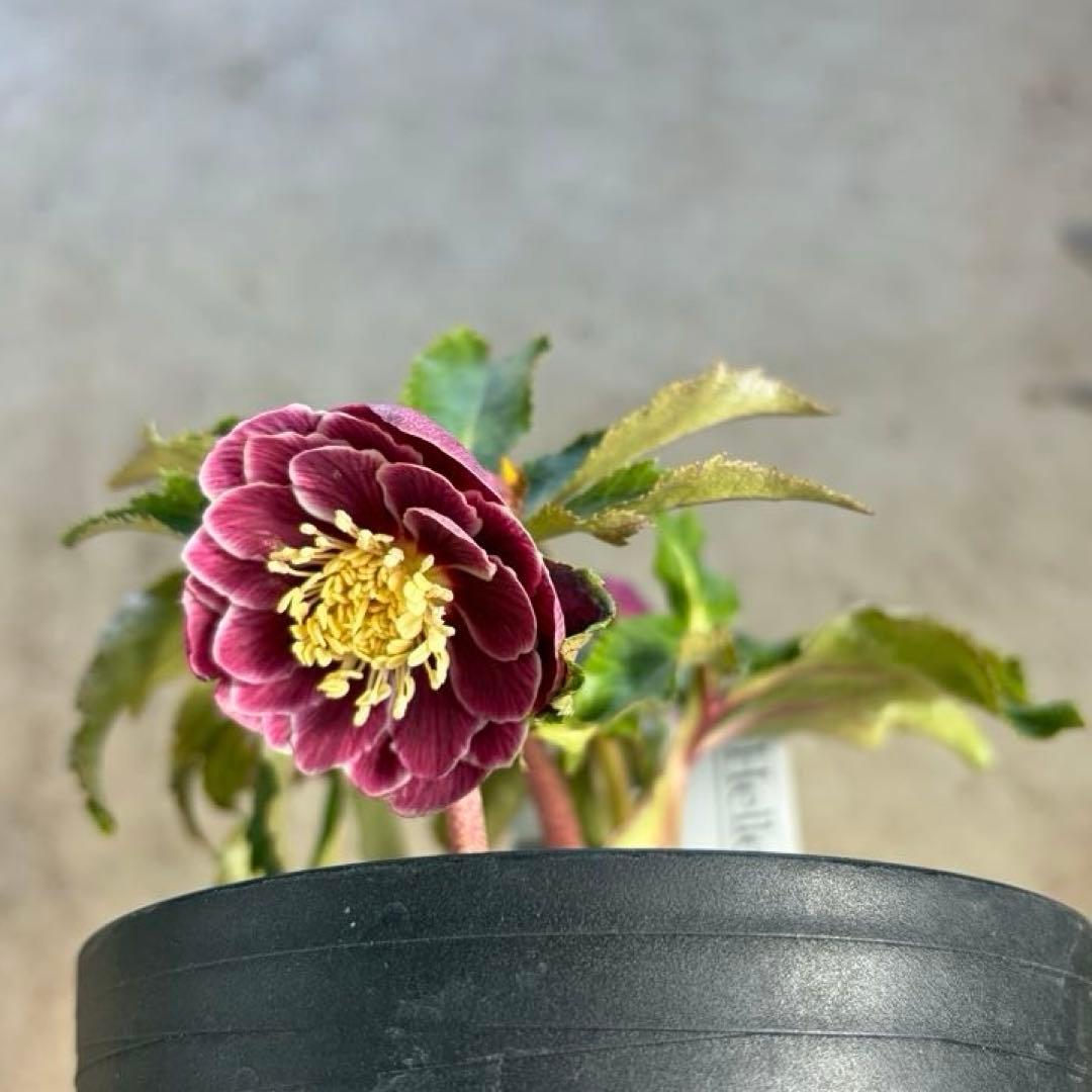 N*所様 クリスマスローズ　開花株　広瀬園芸