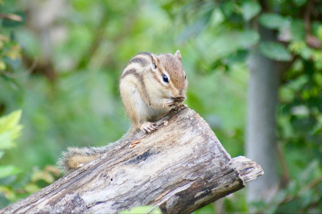 【t.b様】【24時間限定特価】SONY α55 ダブルズームレンズセット