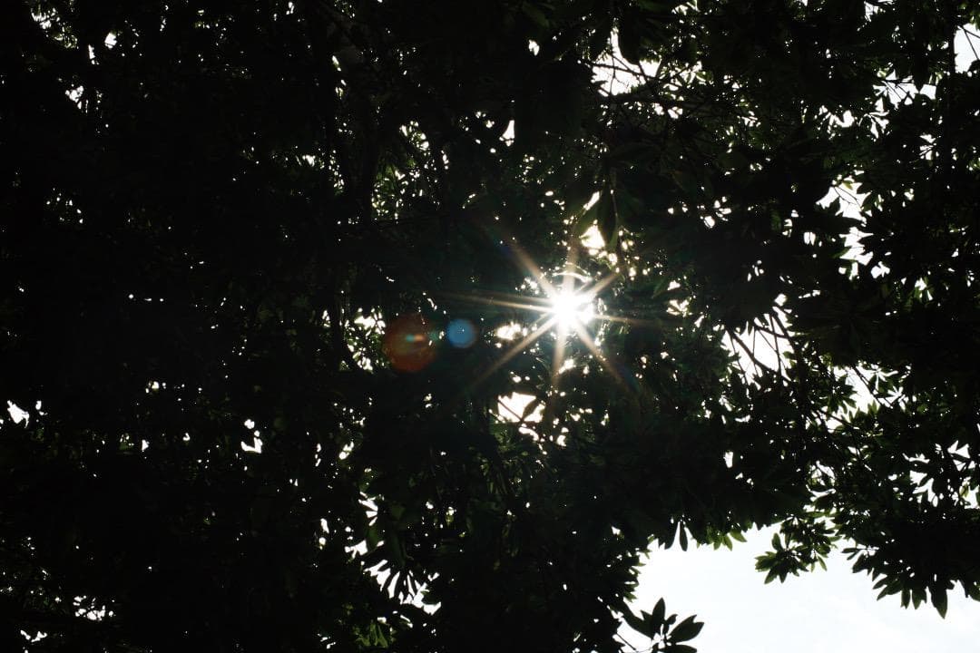 整備＆テスト済 Pentax SMC Takumar 50mm F1.4 837