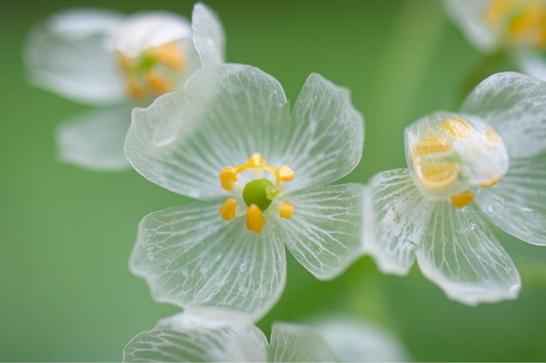 Nikkor105mmf/2.8GIF-ED NikonニコンAF-SVRマクロ