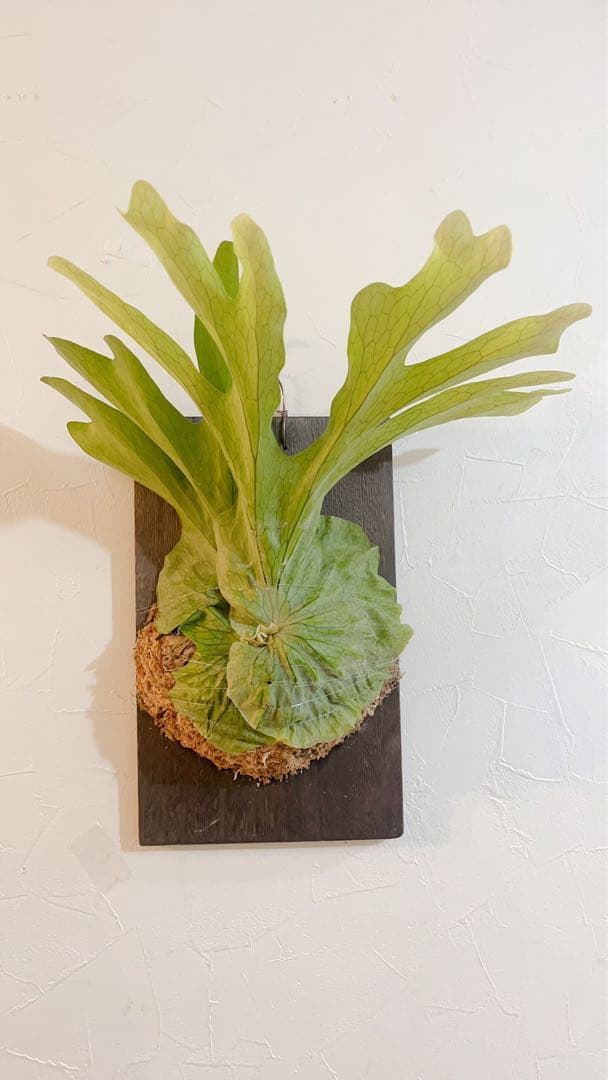 ビカクシダ グランデ