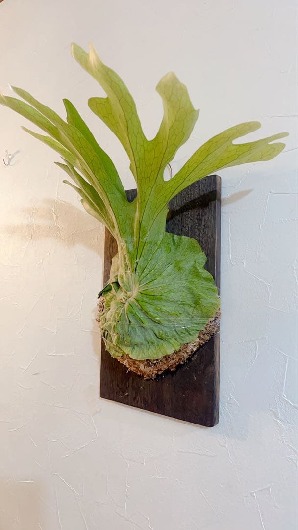 ビカクシダ グランデ