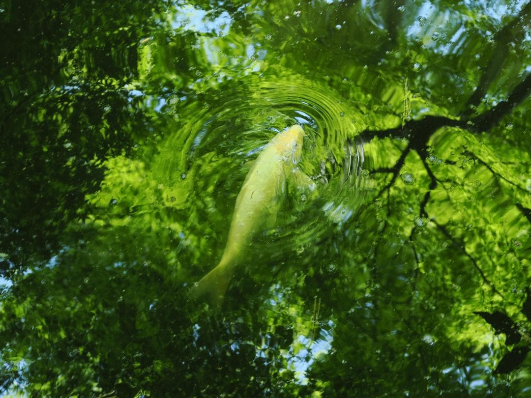 アダプター付きOLYMPUS ZUIKO AUTO-MACRO 50mm