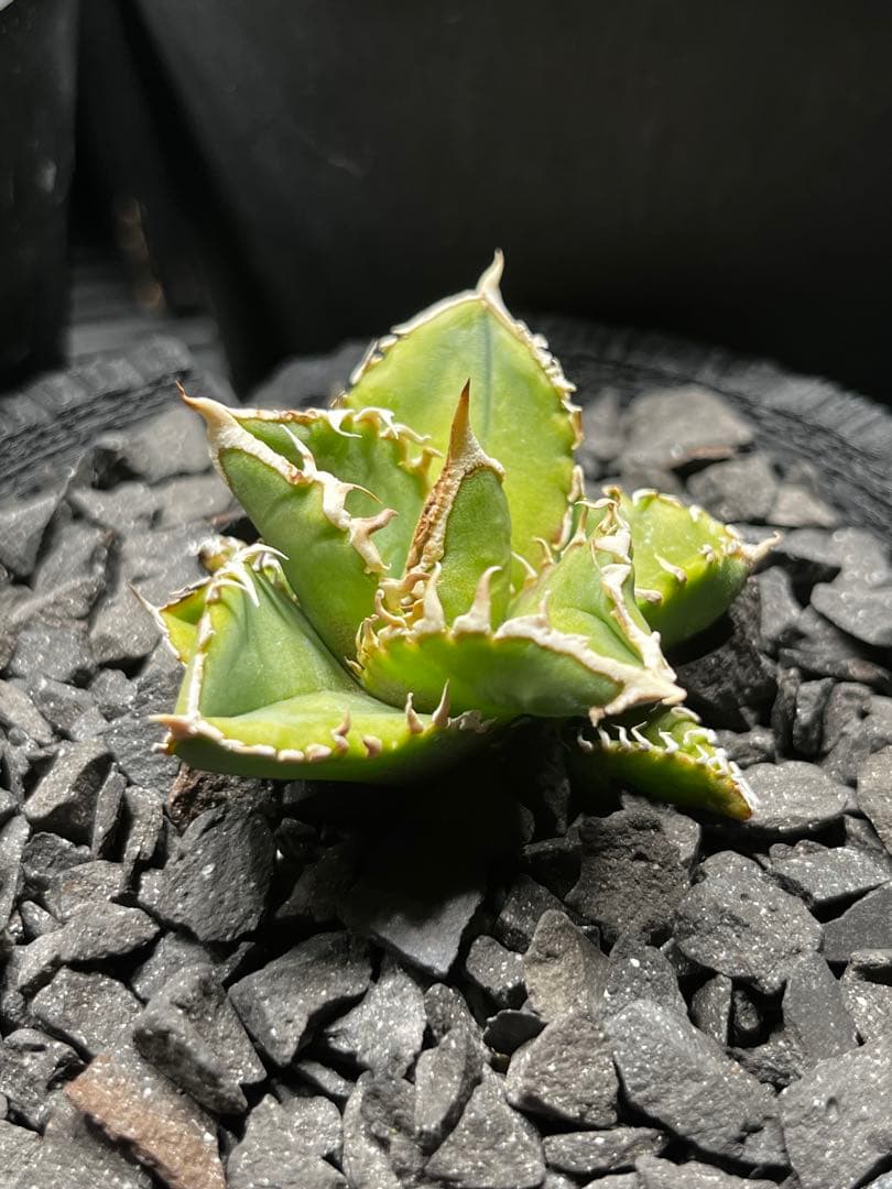 ルナさん専用　アガベ　IVORY\"WA\" 子株