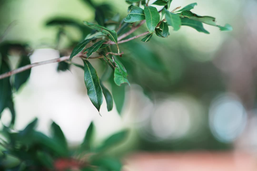 【極美品】Nikon AF Nikkor 85mm F1.4D IF 222