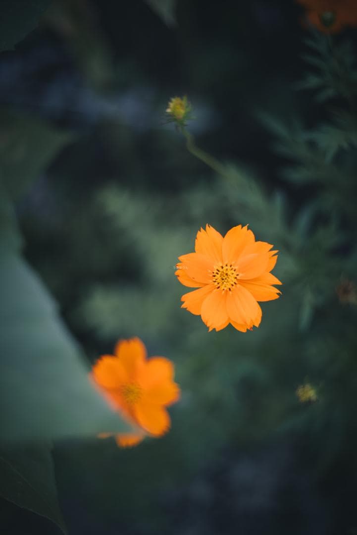 taureich様Summicron 50mm F2 1st 前期 固定鏡胴