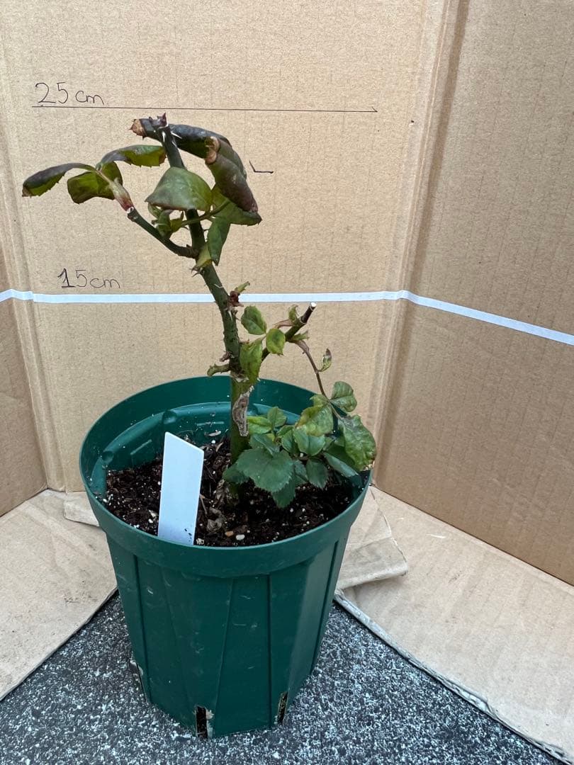 「モン&ミーママ」切り花品種バラ苗　レアバラ　4点