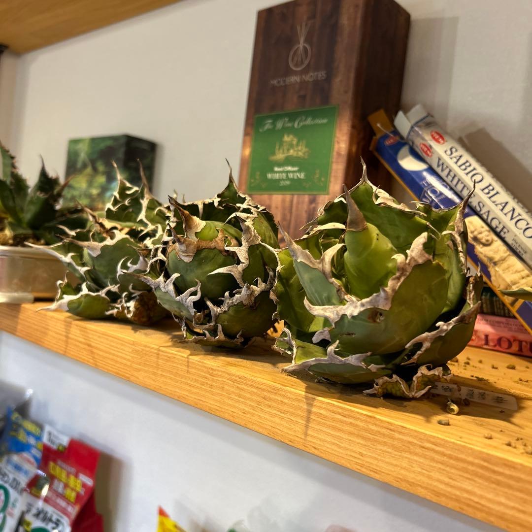 タイキチページ