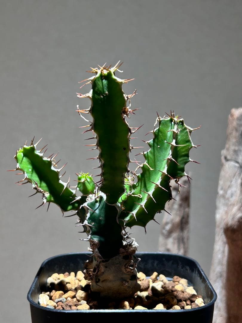 ユーフォルビア　ムランジーナ　B