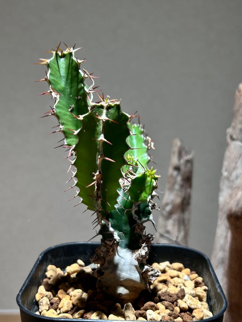 ユーフォルビア　ムランジーナ　B