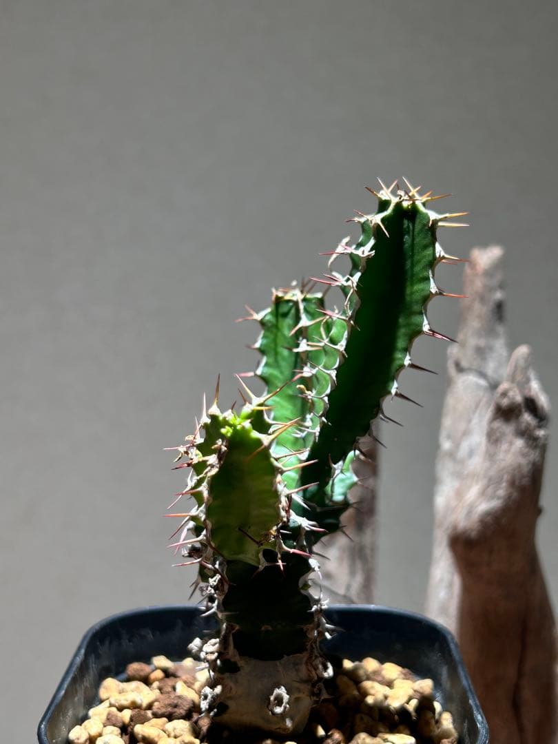 ユーフォルビア　ムランジーナ　B