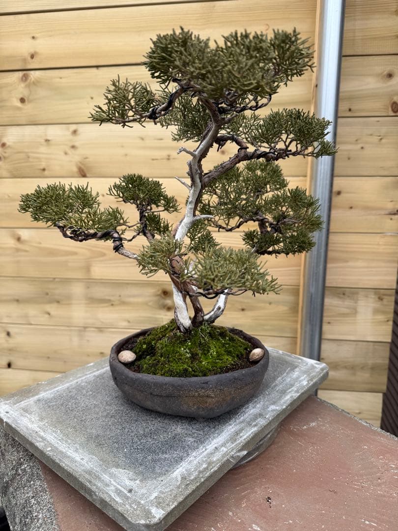 憲*様 真柏 株立ち 盆栽 樹高約35cm Juniperus 中品盆栽