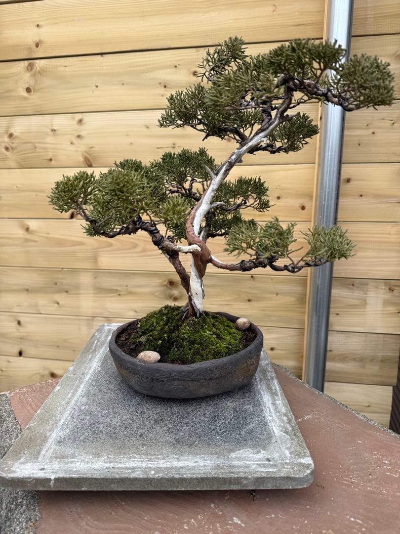 憲*様 真柏 株立ち 盆栽 樹高約35cm Juniperus 中品盆栽