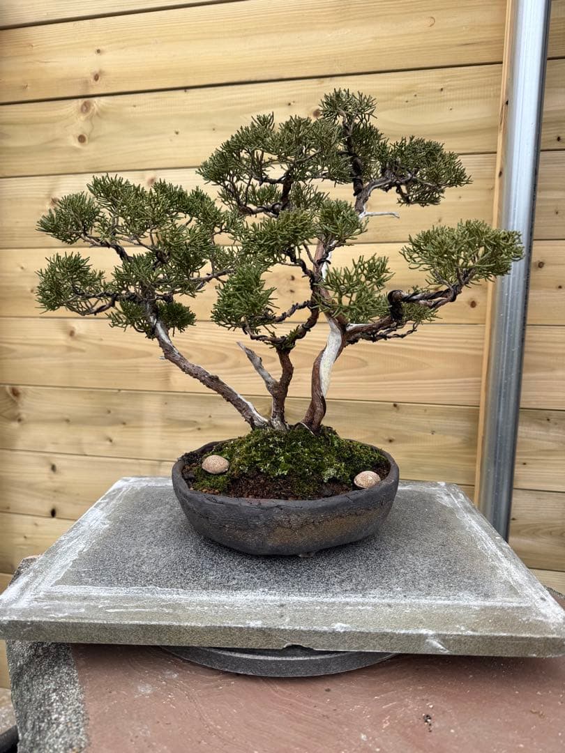 憲*様 真柏 株立ち 盆栽 樹高約35cm Juniperus 中品盆栽