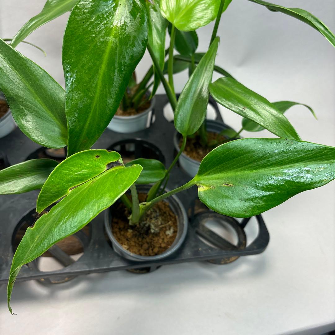 マ*ー様 訳あり5株セットms79モンステラ バールマルクスフレーム