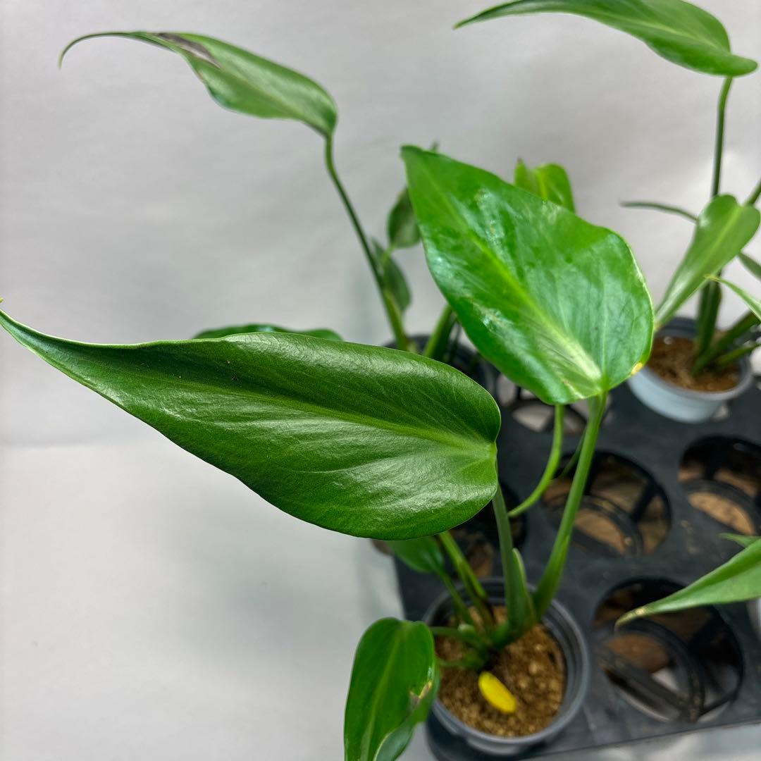 マ*ー様 訳あり5株セットms79モンステラ バールマルクスフレーム