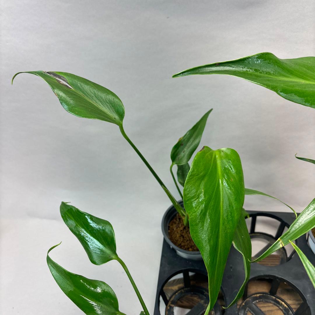 マ*ー様 訳あり5株セットms79モンステラ バールマルクスフレーム