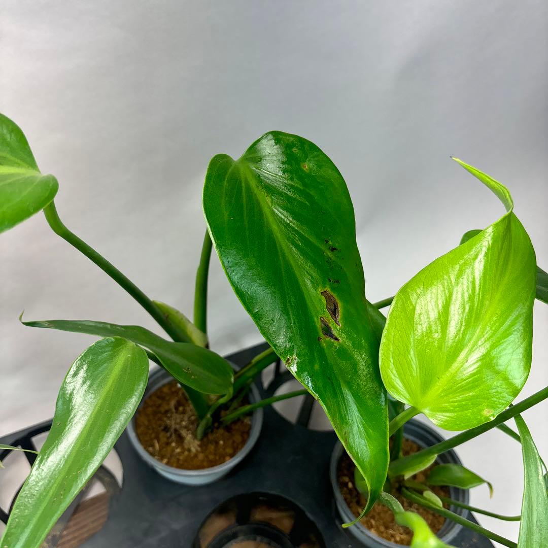 マ*ー様 訳あり5株セットms79モンステラ バールマルクスフレーム