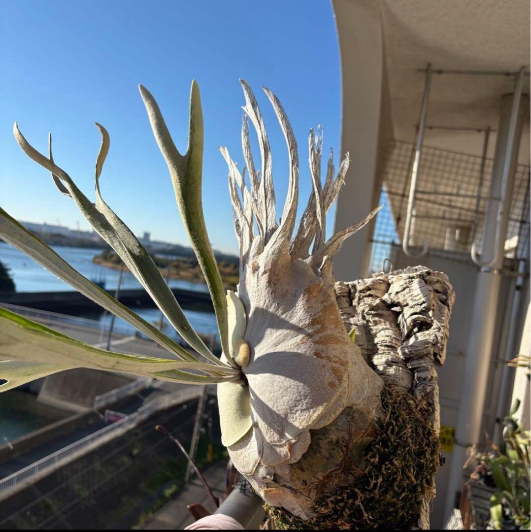 まあちゃんvp3 メテオシャワー