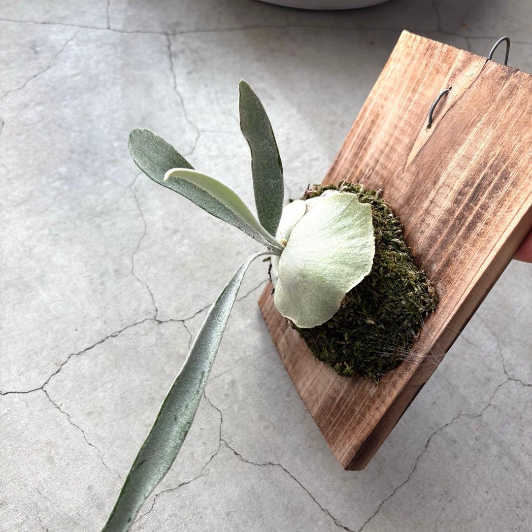 まあちゃんvp3 メテオシャワー