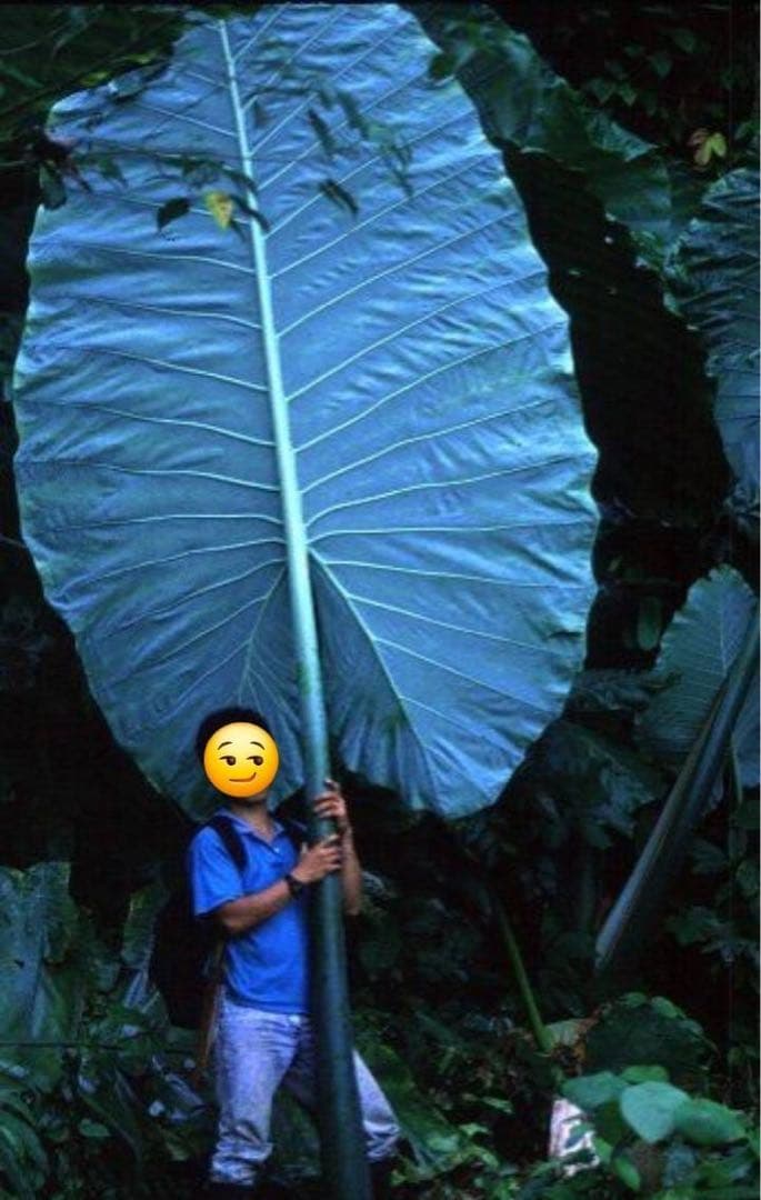 原種　世界最大　アロカシア　ロブスタ　サトイモ科　アロイド　パルダリウム　⑥