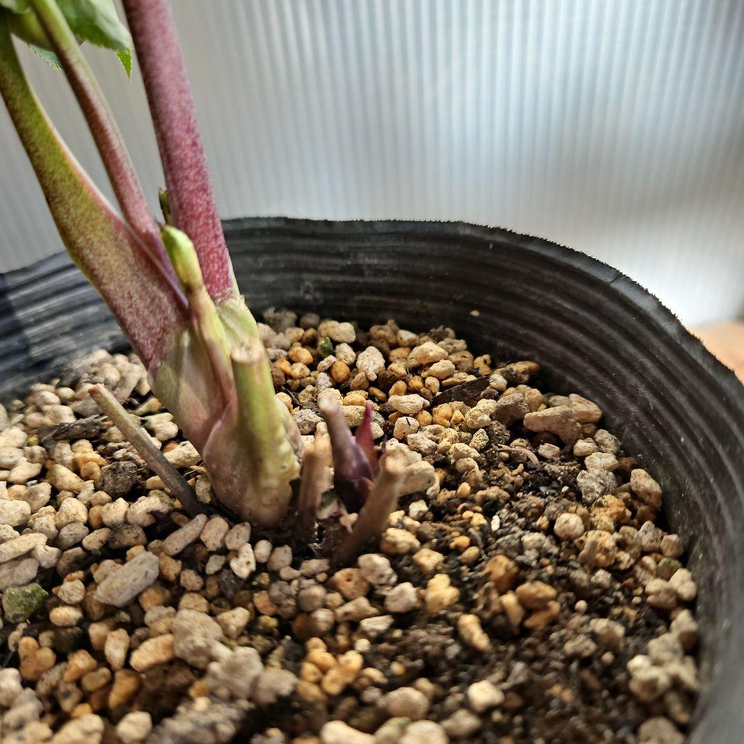 ㉖-231クリスマスローズ