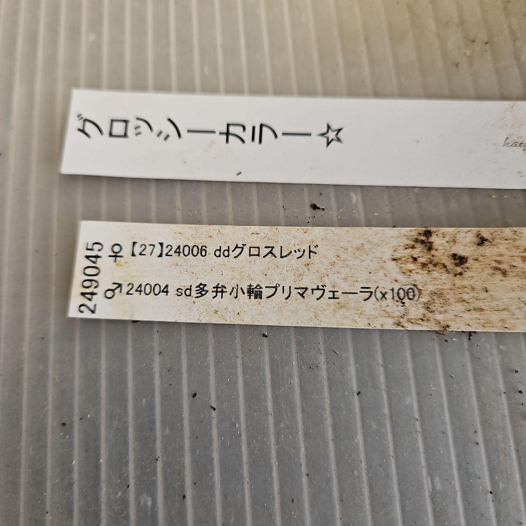 ㉖-231クリスマスローズ