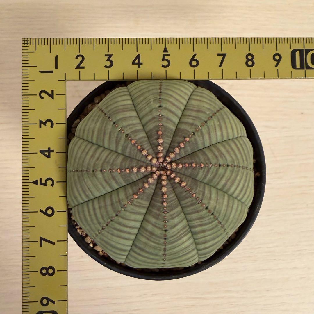 パ*ル様 ① ユーフォルビア オベサ 実生選抜 大株 ライムグリーン