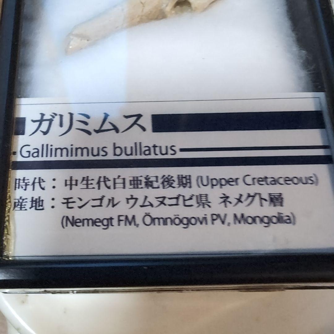 本物　恐竜　ガリミムスの前指骨化石　モンゴル　ラベルケース付き