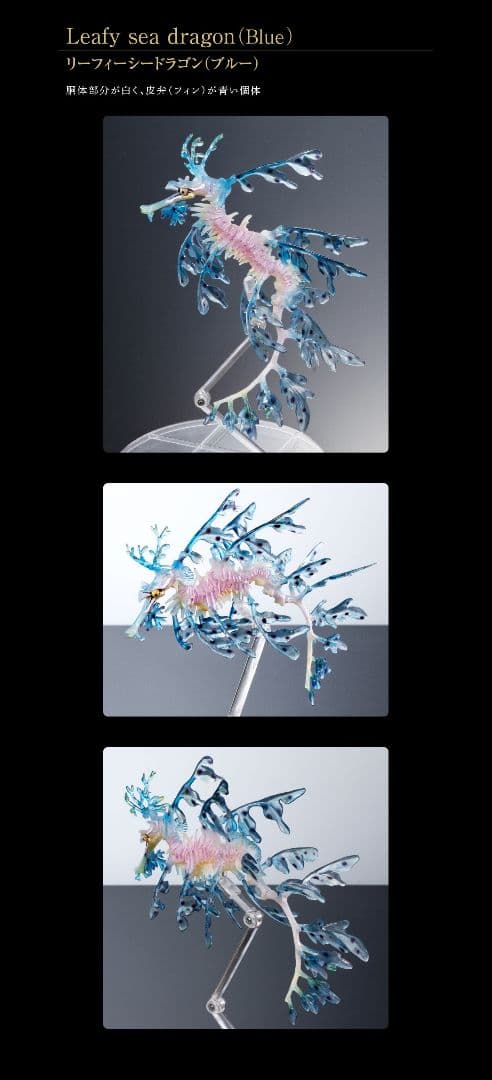 リーフィーシードラゴン　ブルー　いきもの大図鑑　プレミアム　海洋堂　フィギュア