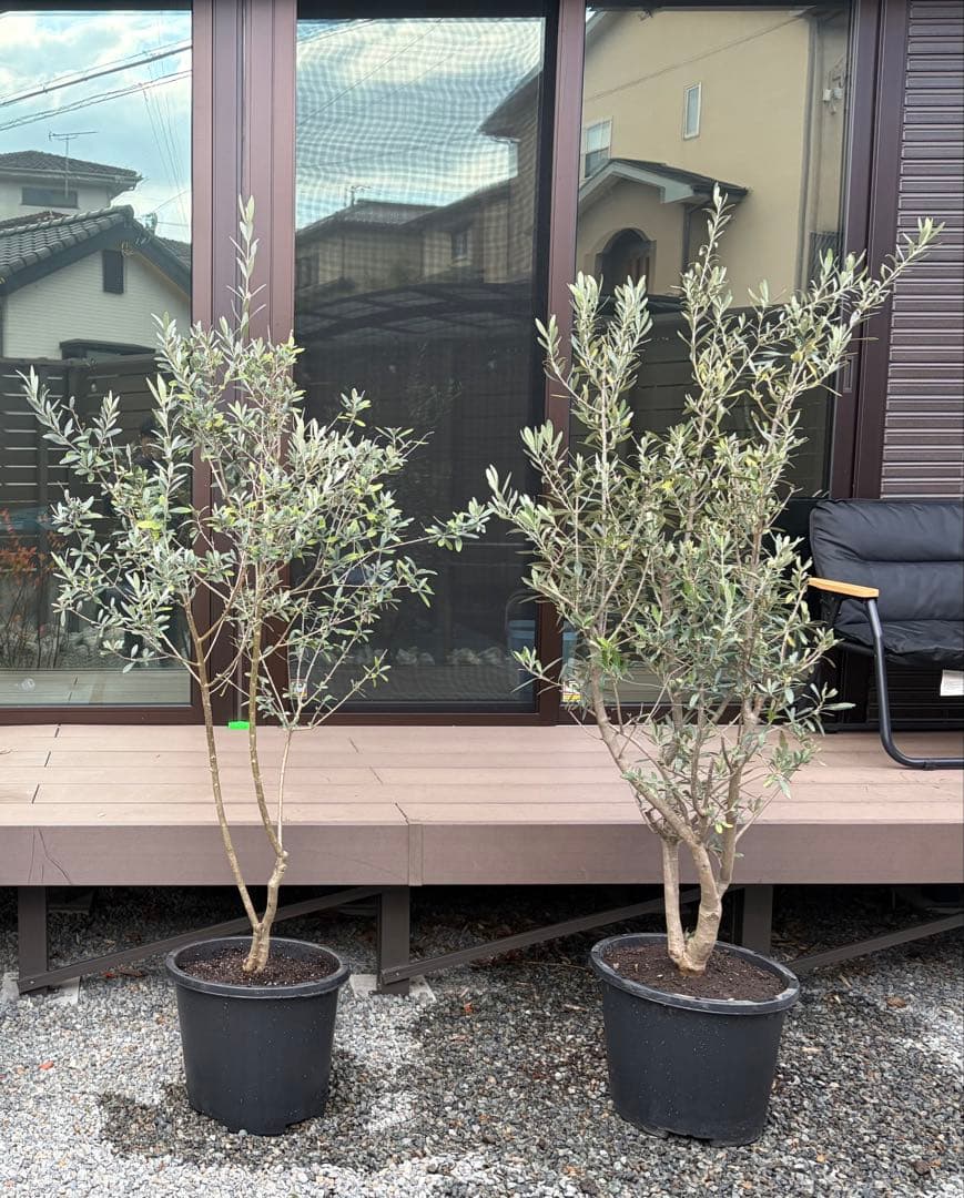引き取り限定！！オリーブの木
