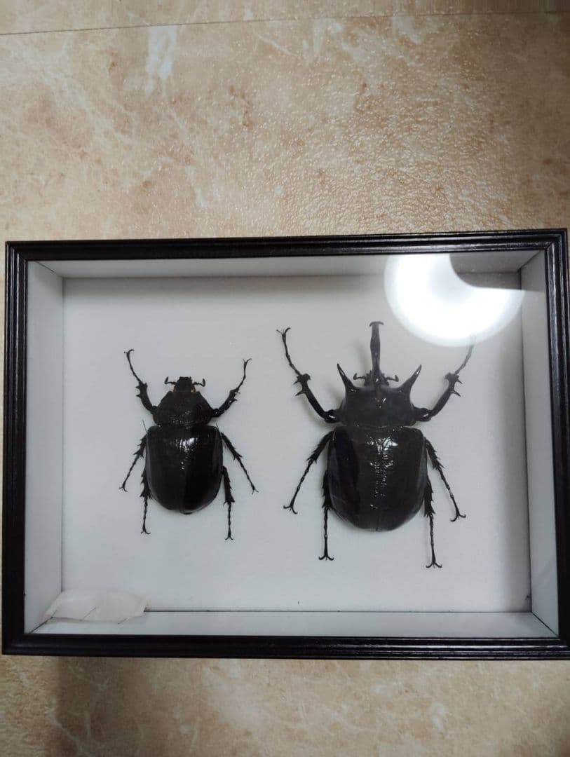 【マルスゾウカブトムシ】 マルス標本 雌雄セット　昆虫セット　オスメスペア