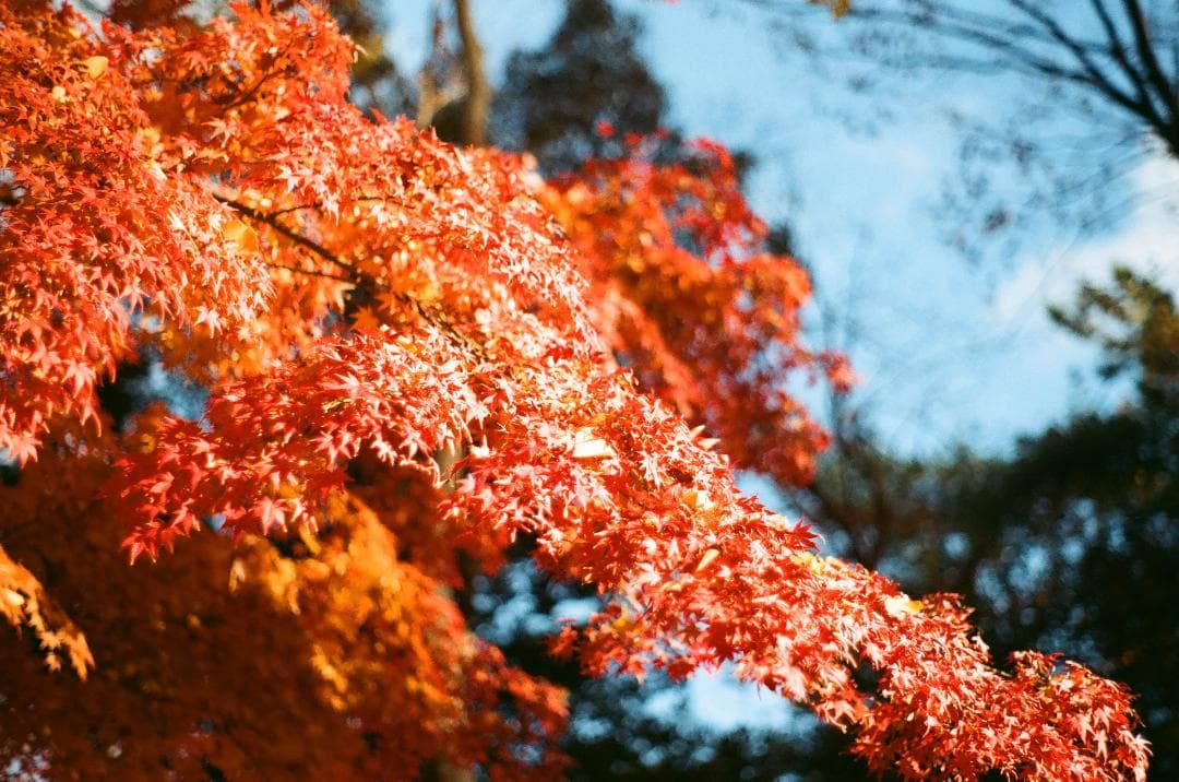 実写確認済 PENTAX KX SMC 50mm f2付