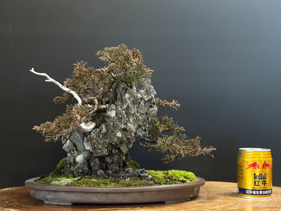 M*O様 [サービスオークション盆栽]真柏/石添え