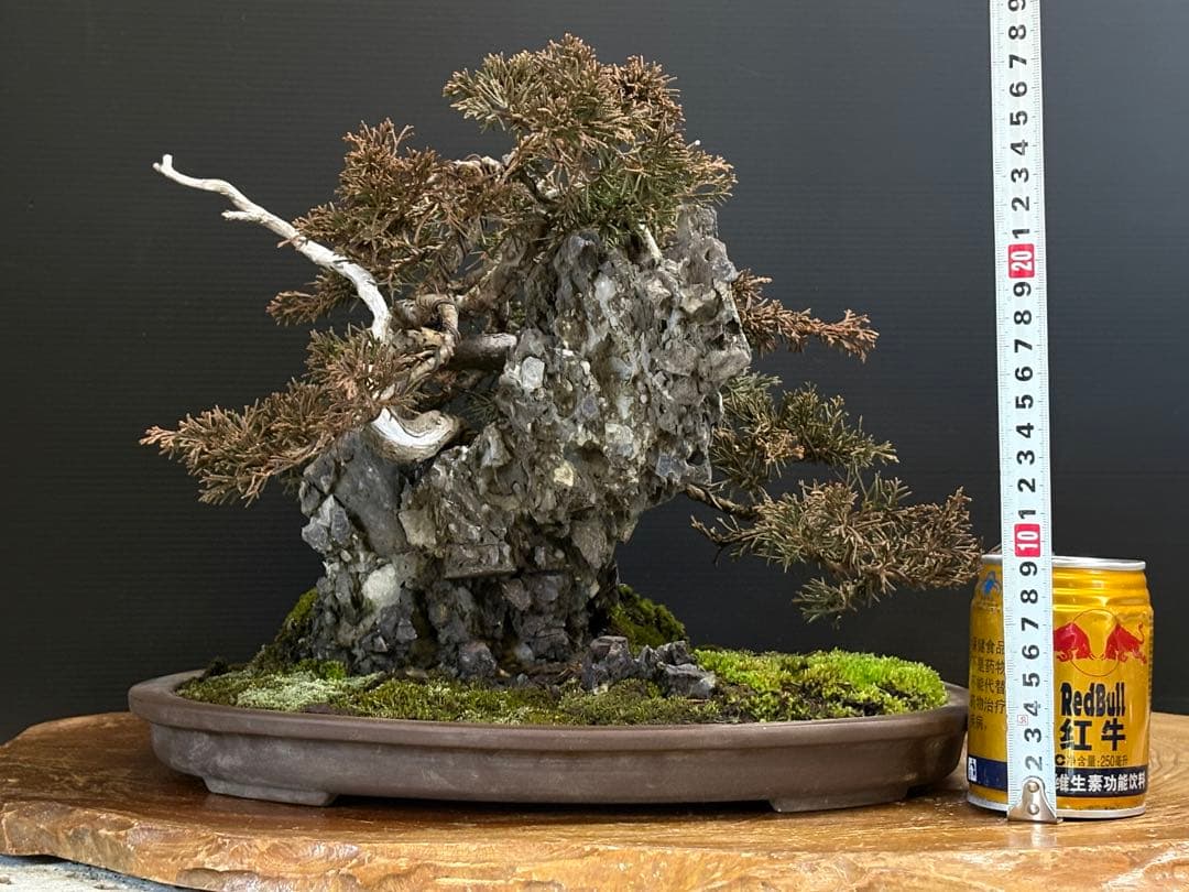M*O様 [サービスオークション盆栽]真柏/石添え