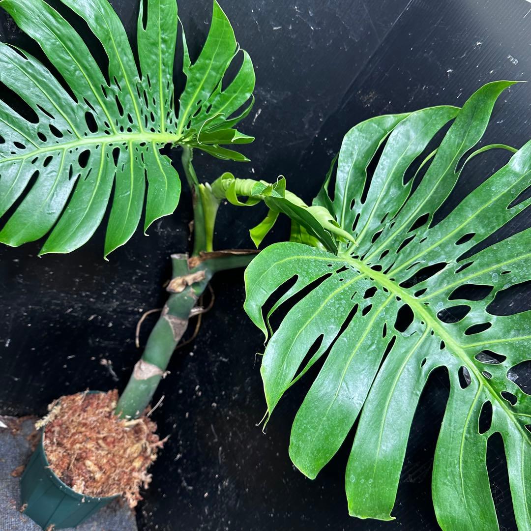 ド*合様 モンステラデリシオーサマクロコズム超希少系統鉢植え81㎝