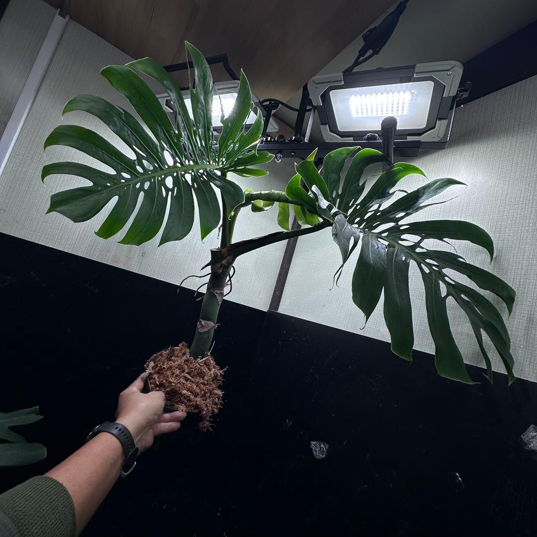 ド*合様 モンステラデリシオーサマクロコズム超希少系統鉢植え81㎝