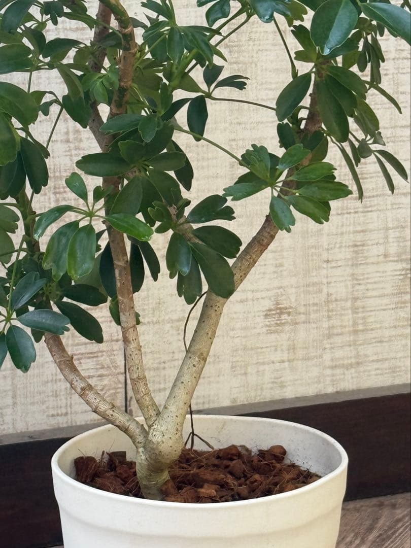 ☆ シェフレラ レナータ♪ 96cm ボリューム感◎