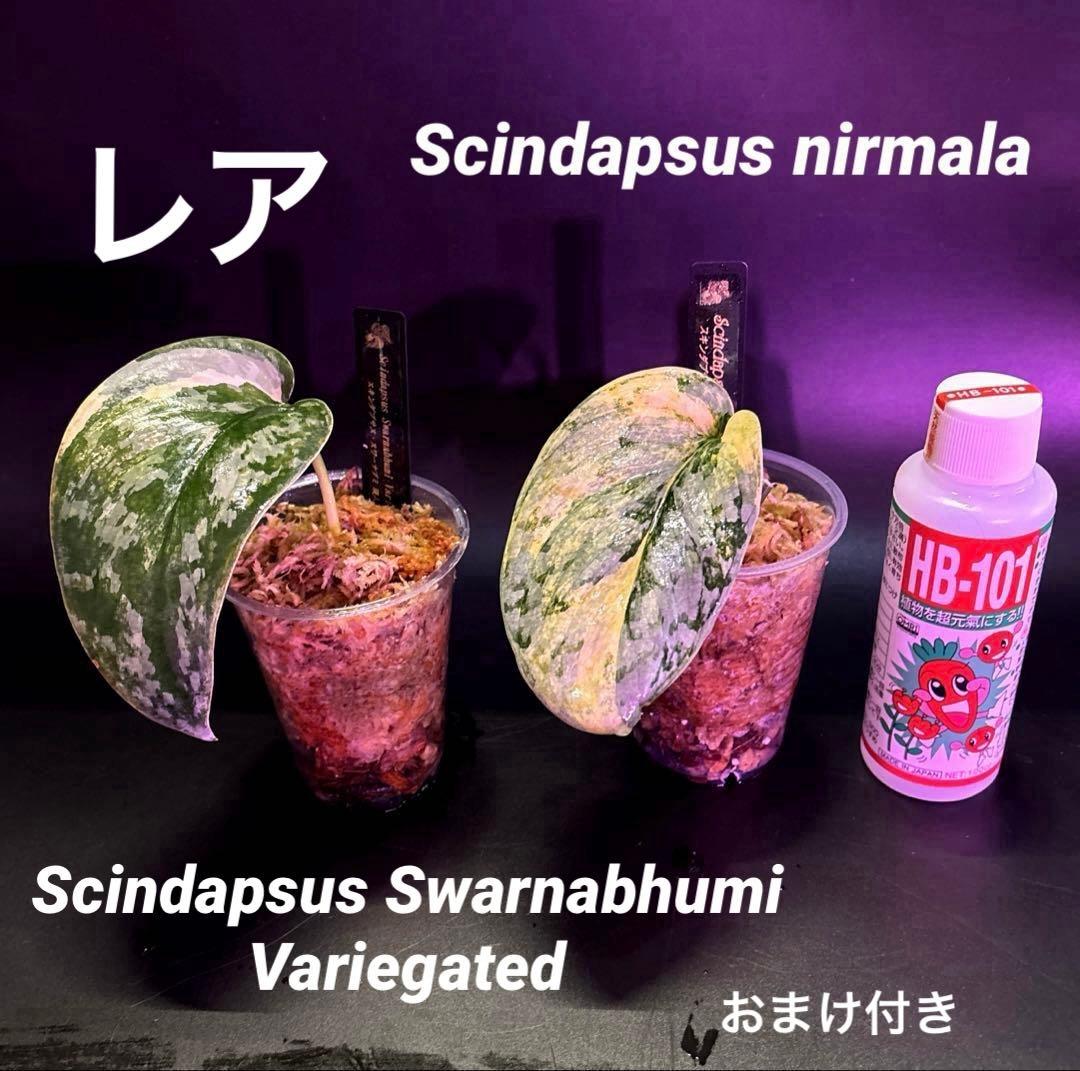 スキンダプサス　レア　セット　H3