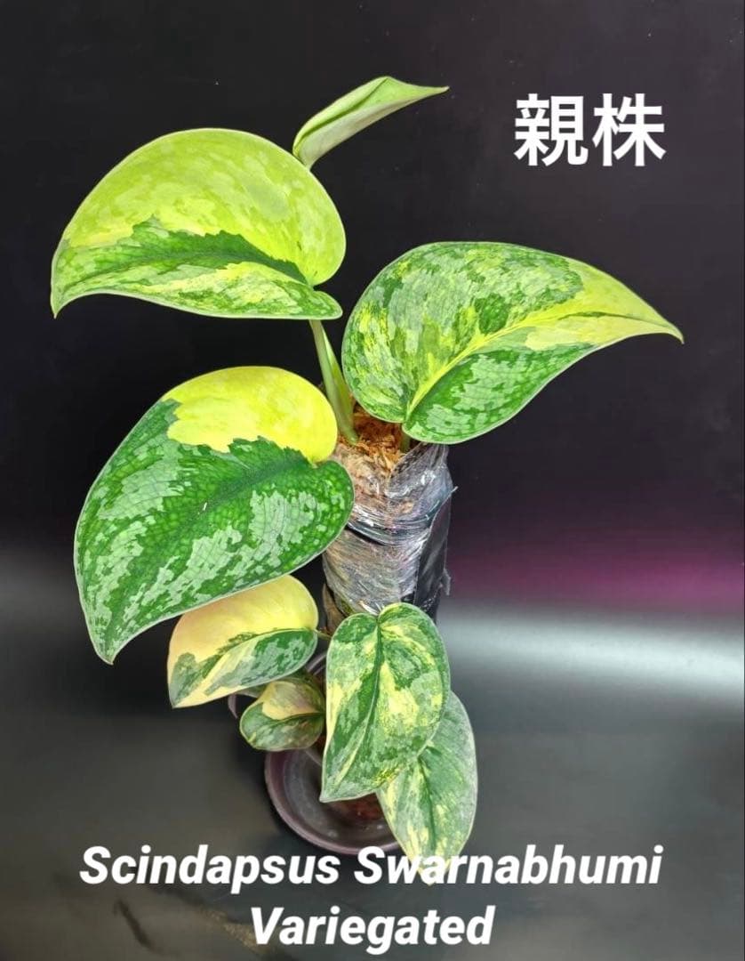 スキンダプサス　レア　セット　H3