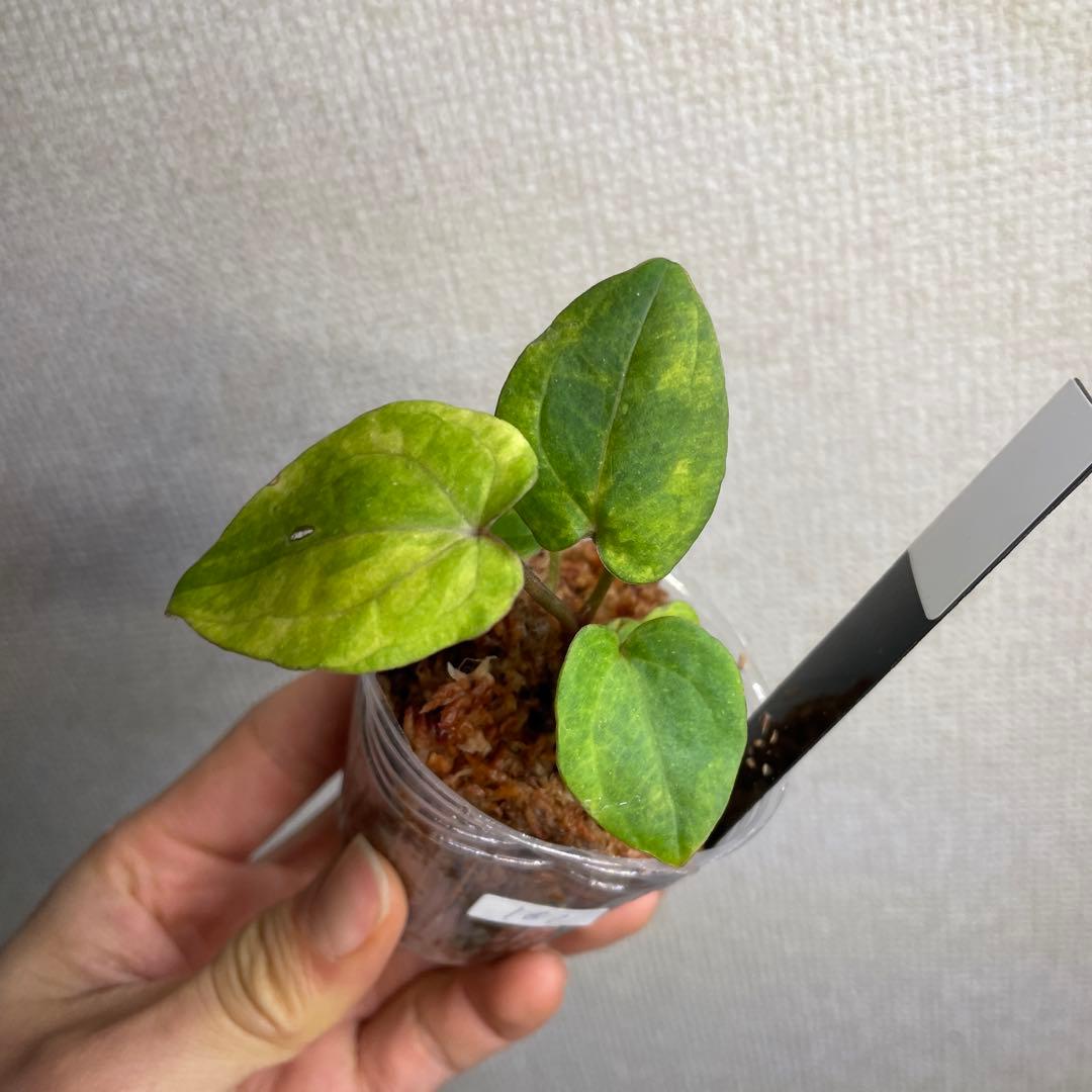 の*ら様 Anthurium AOS✖️RVDP斑入り
