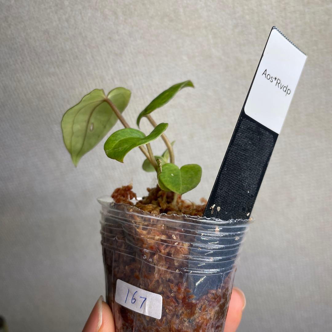 の*ら様 Anthurium AOS✖️RVDP斑入り