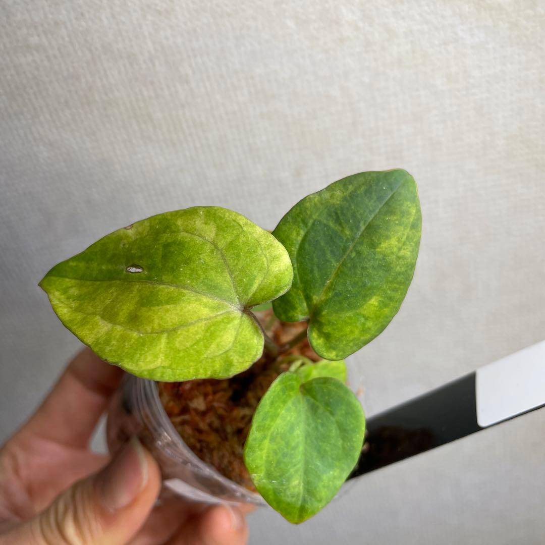 の*ら様 Anthurium AOS✖️RVDP斑入り