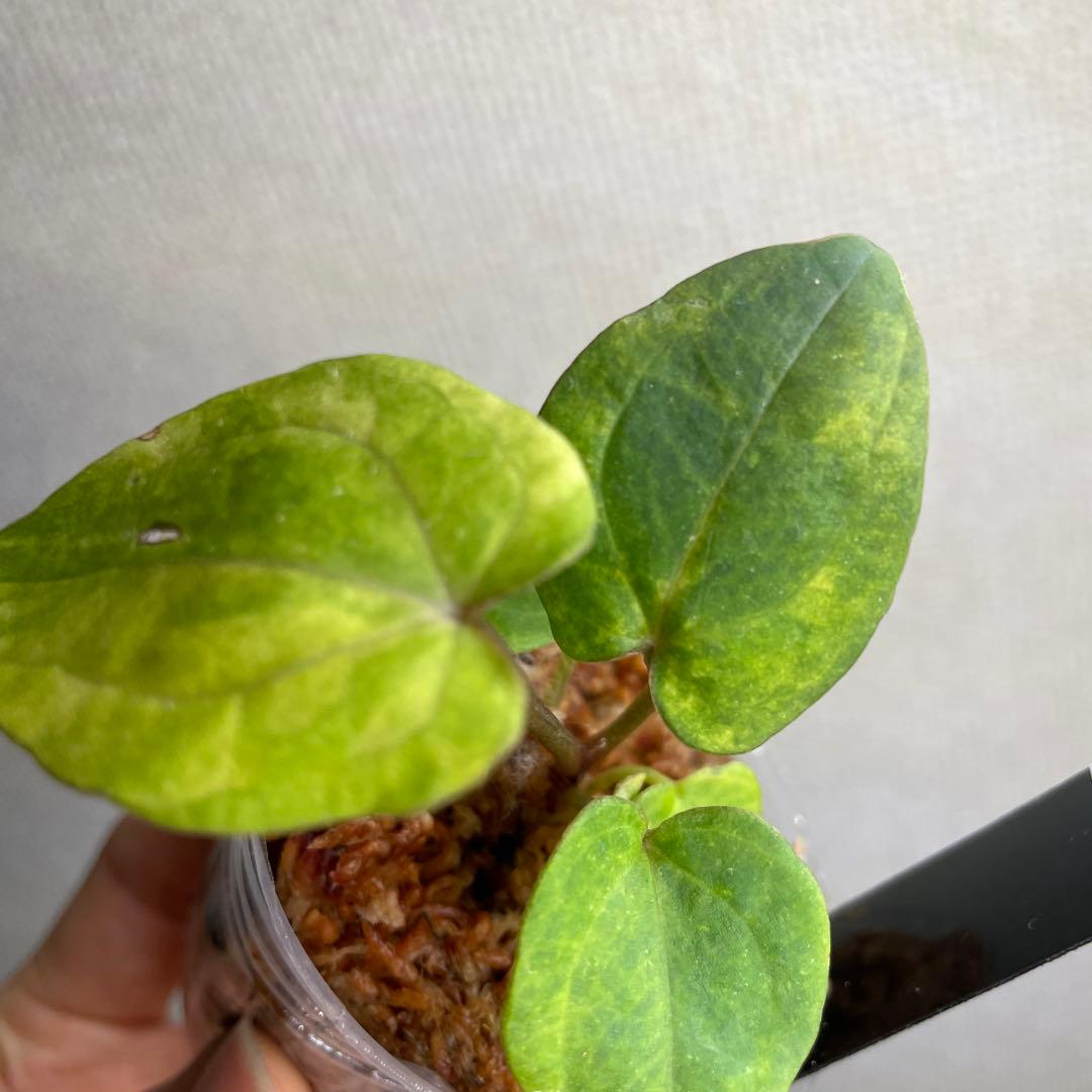 の*ら様 Anthurium AOS✖️RVDP斑入り