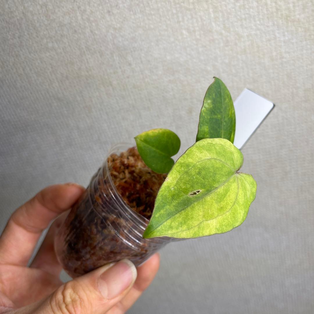 の*ら様 Anthurium AOS✖️RVDP斑入り