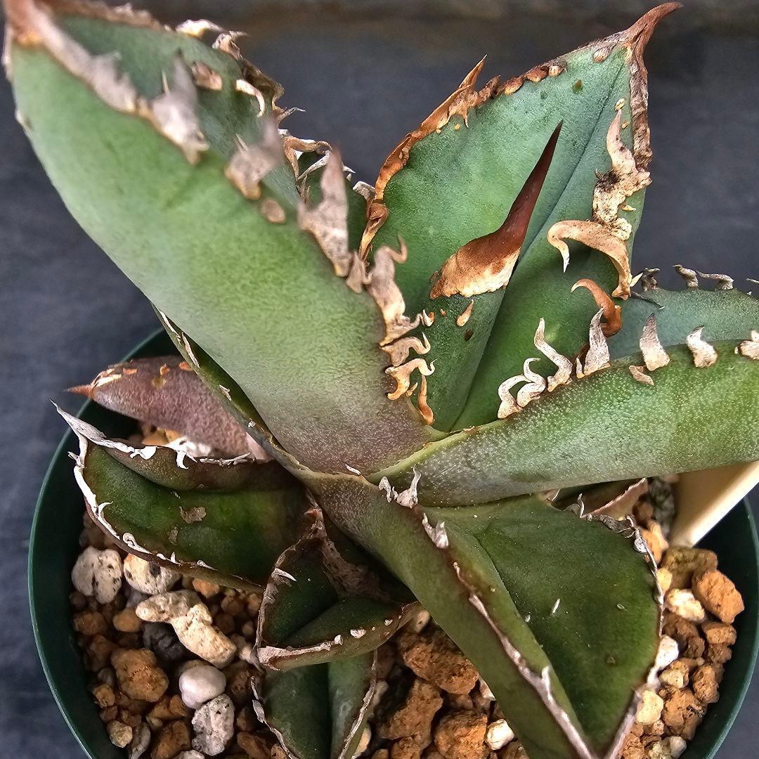 メルカリ便発送&ロウルサンコさんラベル付き☆アガベ ロック