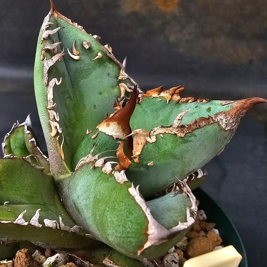 メルカリ便発送&ロウルサンコさんラベル付き☆アガベ ロック