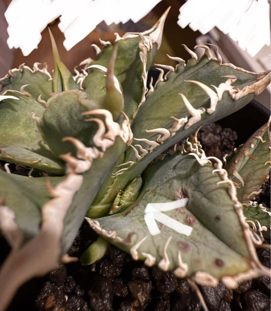 【鉢ごと発送】アガベ チタノタ 大白鯊 発根済み【独特な鋸歯・子株多数】